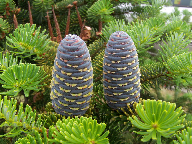 How the fir grows How the fir blooms