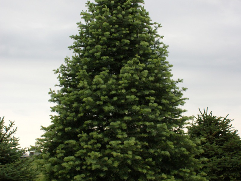 Fir and its varieties Balsam fir