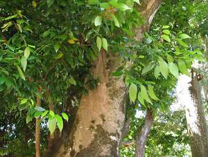 Characteristic properties of Chinese cinnamon