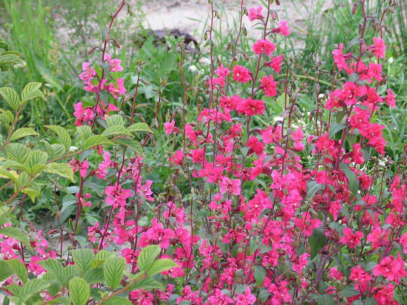 Clarkia plant What does the clarkia plant look like?