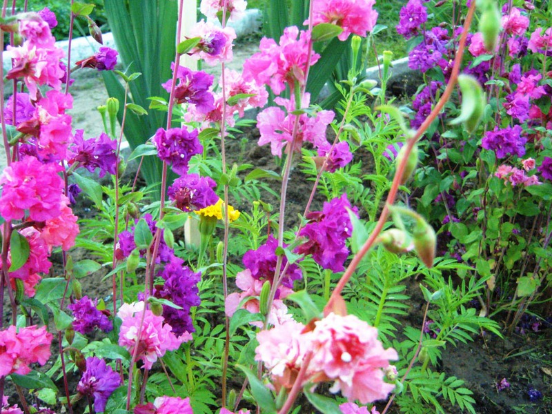Clarkia landing and care Clarkia terry