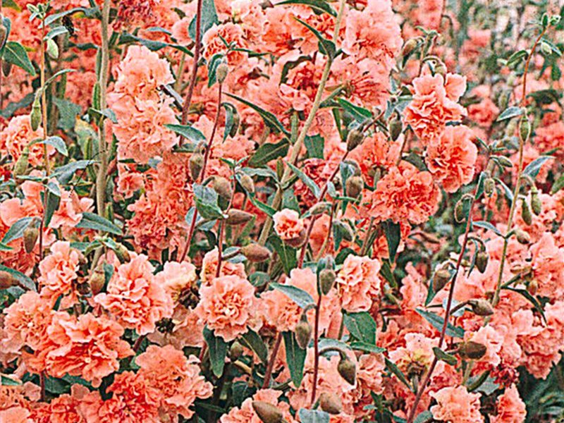 Where clarkia blooms How clarkia grows