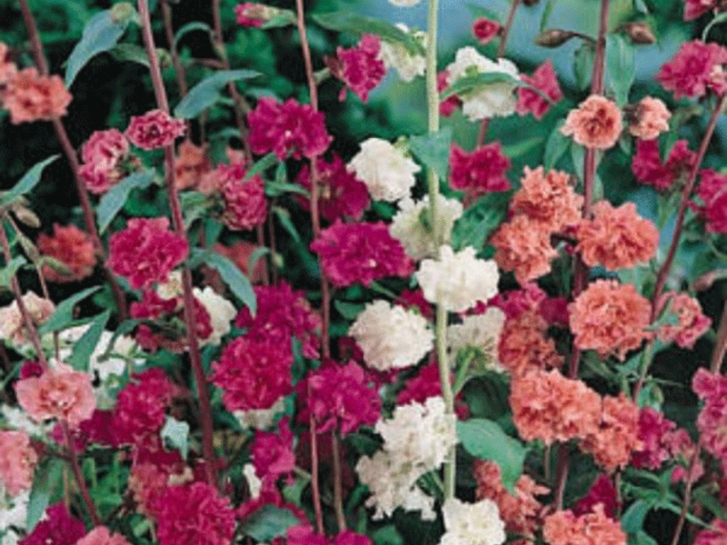 Clarkia landing and care How to transplant clarkia