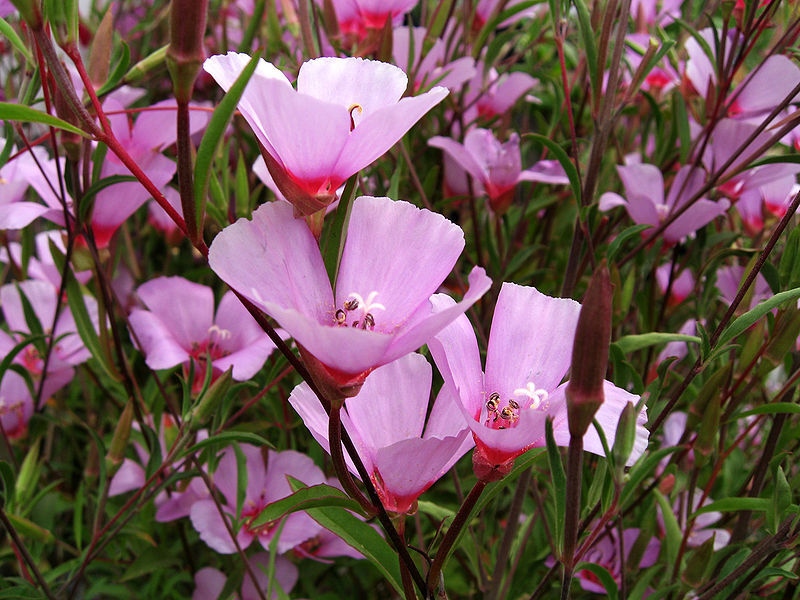 How to plant clarkia Clarkia landing