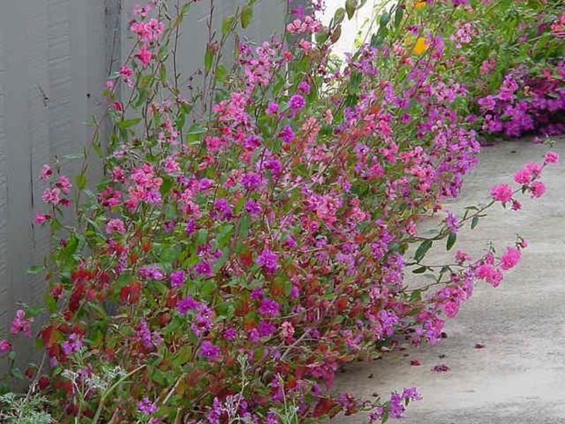 How to care for Clarkia Clarkia plant care