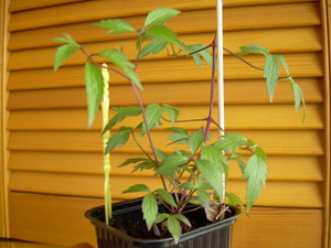 How clematis reproduces