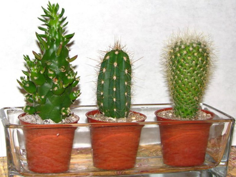 Cactus flowering period