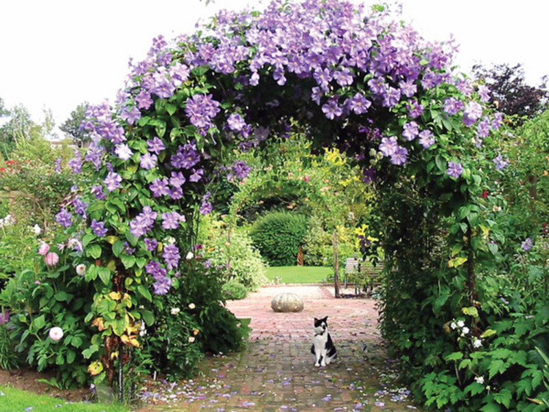 Arch of clematis Place for planting clematis