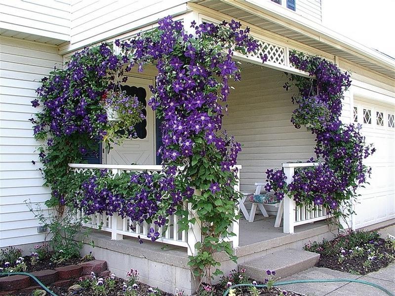 How to plant a climbing vine How and where to plant clematis