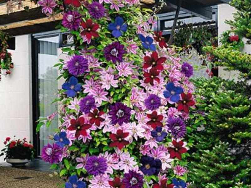 Clematis plant Description of the clematis plant