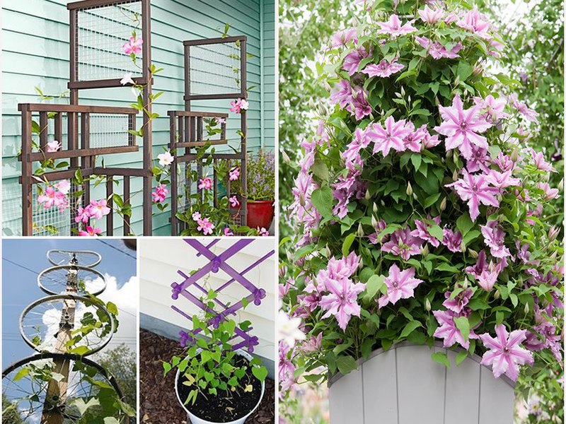 How to plant clematis correctly Blooming clematis