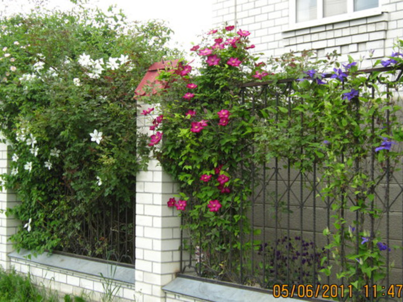 Clematis on the fence Clematis care