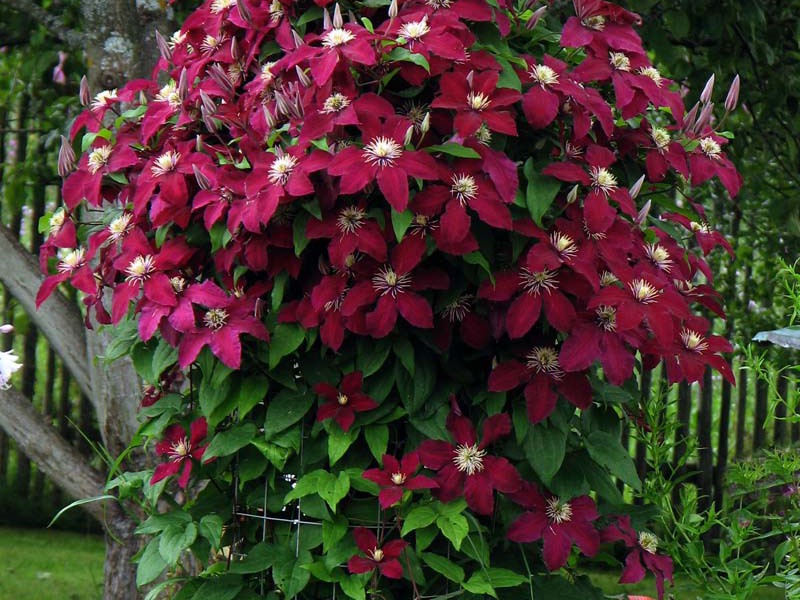 Clematis or beautiful vine Climbing vine