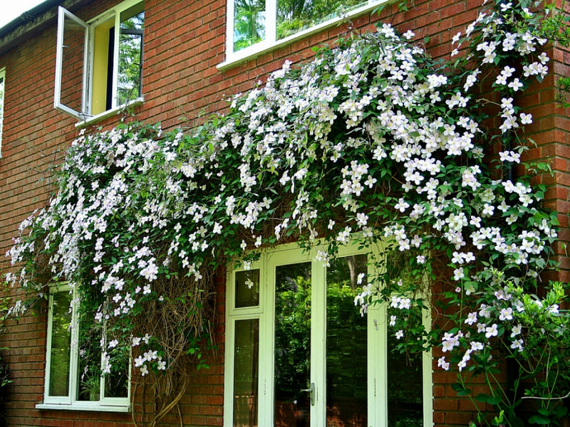 How to plant a climbing vine Cultivation of clematis