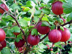 How to plant gooseberries and care