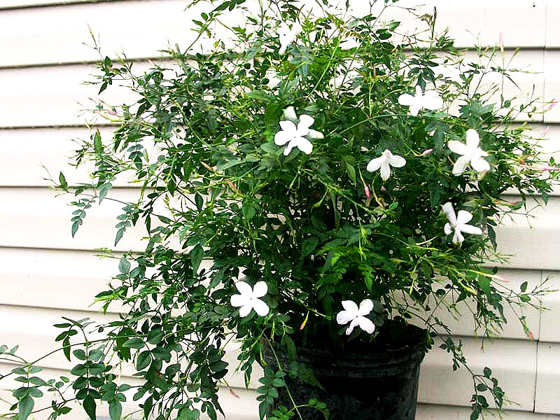 Jasmine flowering period The aromatic scent of jasmine