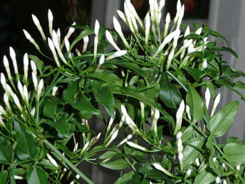What to do if indoor jasmine does not bloom Jasmine flowering period