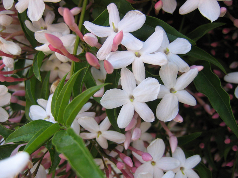 How to care for jasmine Jasmine propagation