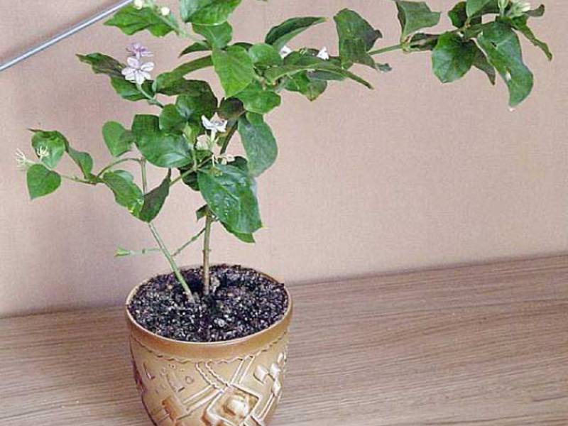Jasmine indoor Homemade jasmine varieties