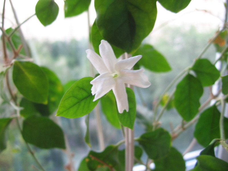 Jasmine flowers How to grow jasmine