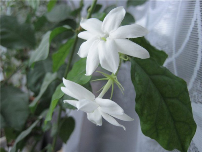 Homemade jasmine Jasmine - species