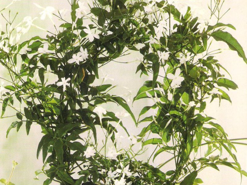 Houseplant jasmine How to care for homemade jasmine