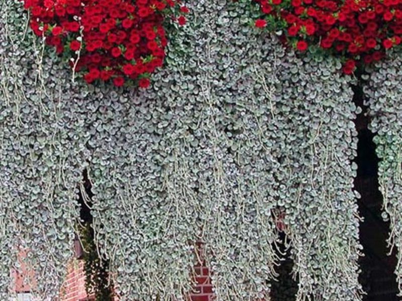 Growing ampelous on the balcony