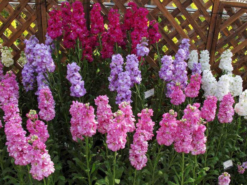 Levkoy - brushes of fragrant flowers Special flower mattiola