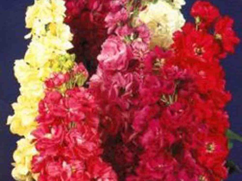 Levkoy - brushes of fragrant flowers Levkoi odorous plant brushes