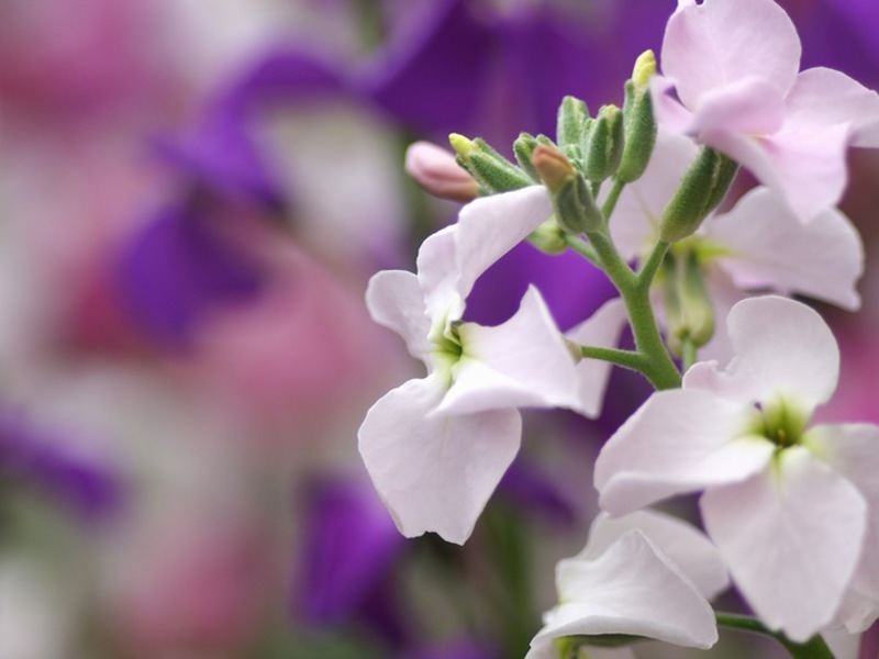 Levkoy or Mattiola Levkoy gray