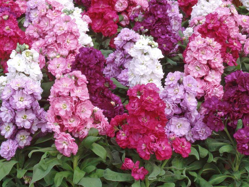 Smelling Levkoy Flowers Blooming odorous plants