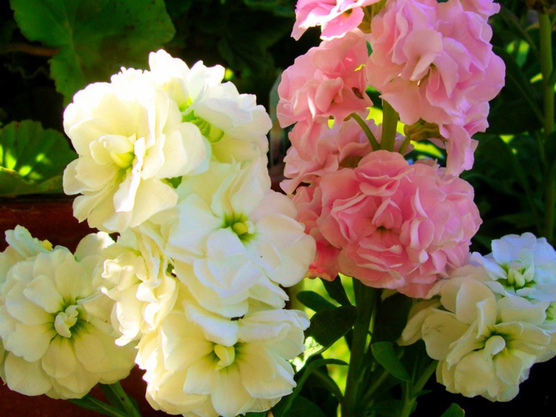 Levkoy or Mattiola How to grow a plant with levkoy