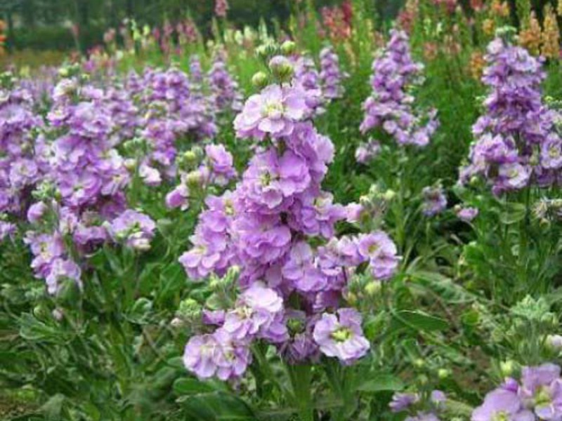 Levkoy refers to annual flowering plants. Fragrant flowers mattiola