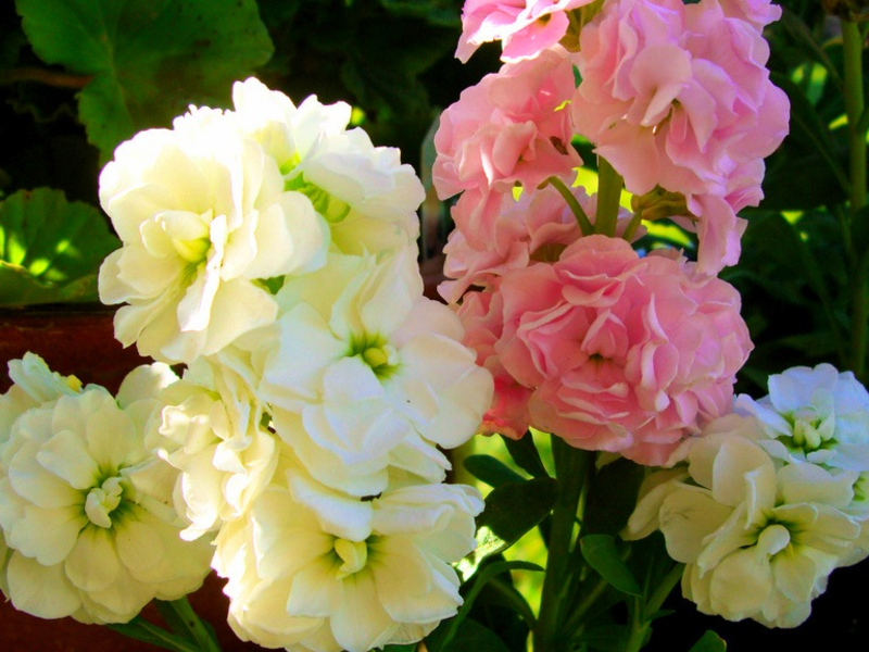 Levkoy flowering Planting mattiola bicorn