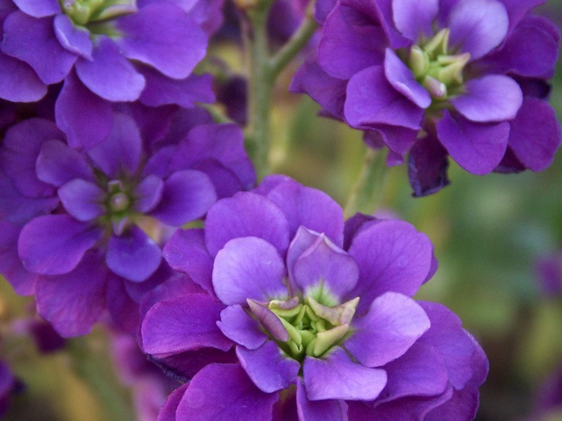 Mattiola and methods of curing it What is the peculiarity of caring for a levkoi plant