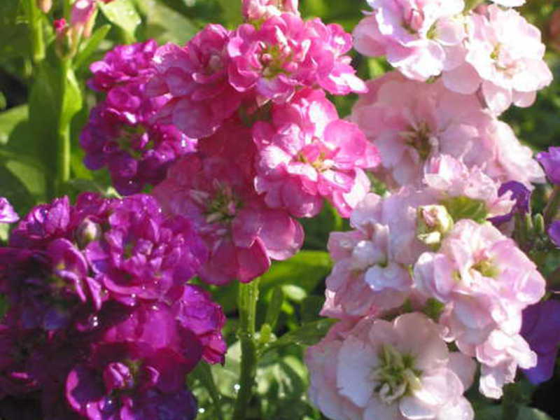 Odorous plant bush Levkoy gray