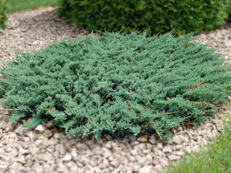 Juniper horizontal Juniper in landscape design