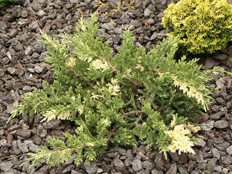 Juniper varieties How does a juniper grow?