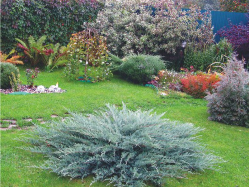 Planting juniper on the site Juniper Cossack