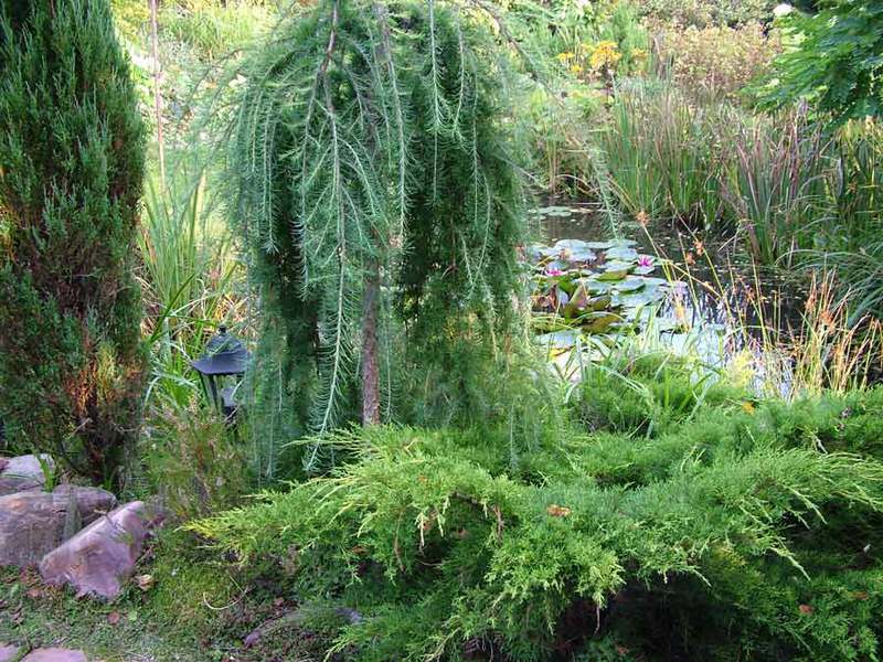 How to properly care for a juniper Juniper care