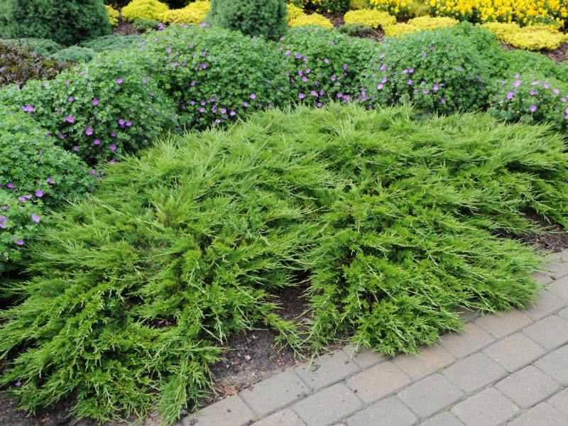 Shrub juniper Juniper on the site