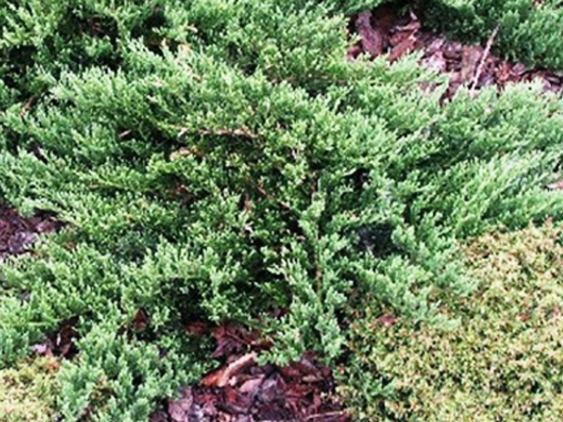 How to care for a juniper Rocky juniper