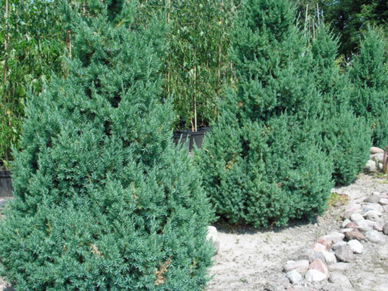What are the types of juniper Juniper Cossack