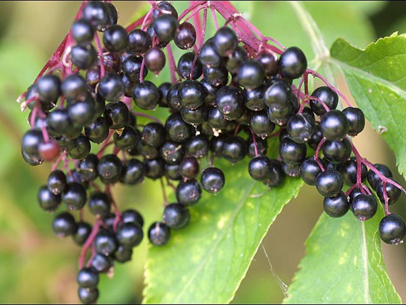 The benefits and harms of elderberry Is black elderberry harmful