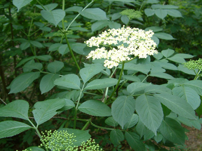 Black elderberry seeds Using black elderberry