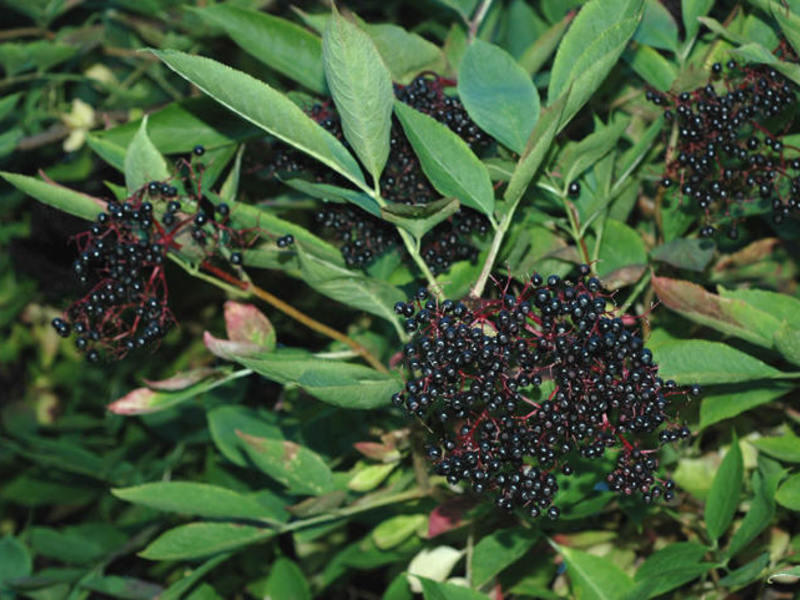 How the elderberry grows Elderberry broth