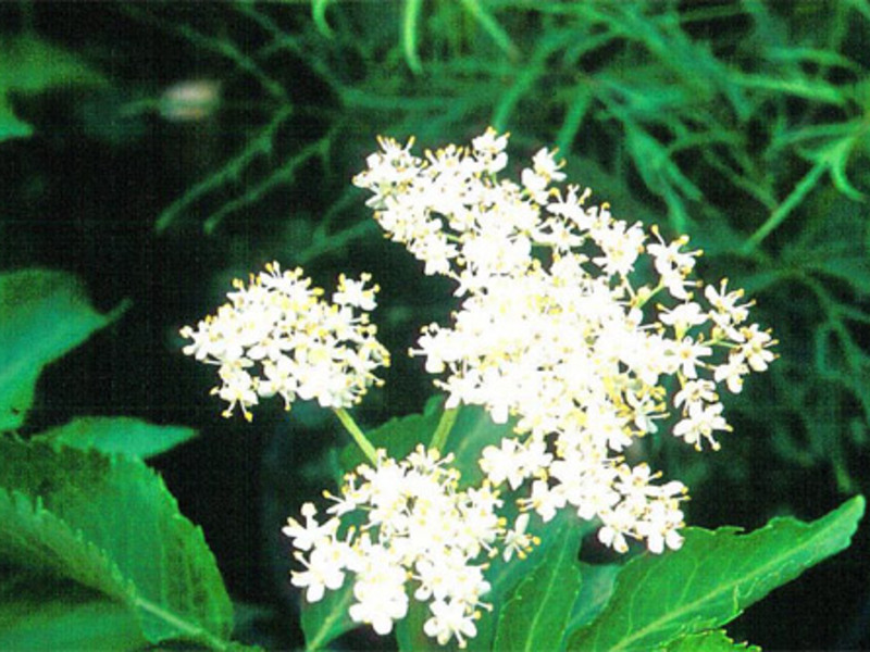 Elderberry blossom Description of black elderberry