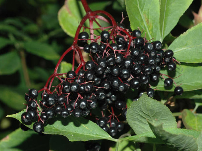 Black elderberry and its properties Properties of the black elderberry