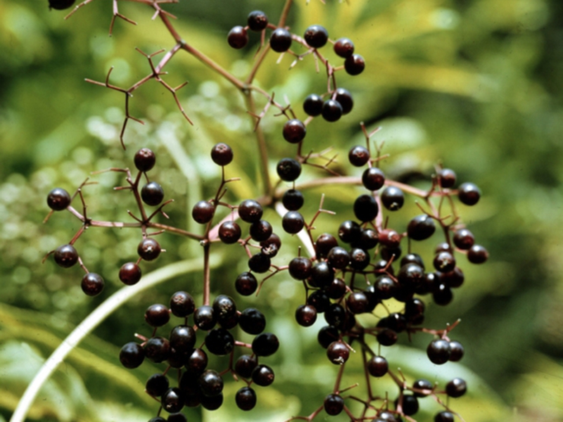 Black elderberry bush Black elderberry bush
