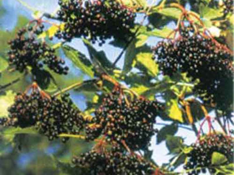 Elderberry plant varieties Where does elderberry grow